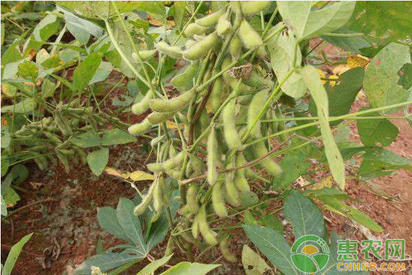 适合黑龙江地区种植的高产大豆品种有哪些？