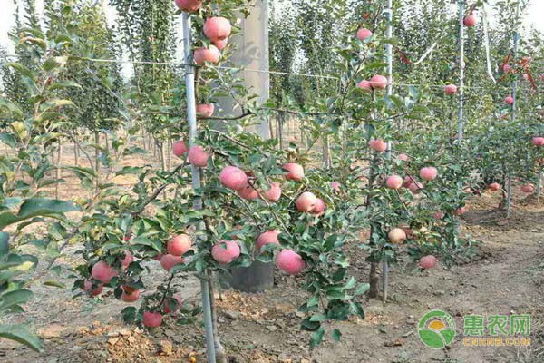 苹果树苗哪个品种最好？