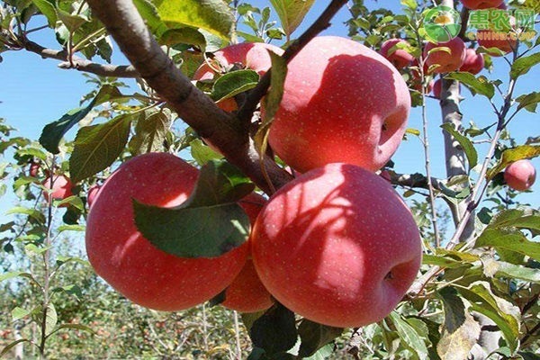适合北方种植的苹果树苗