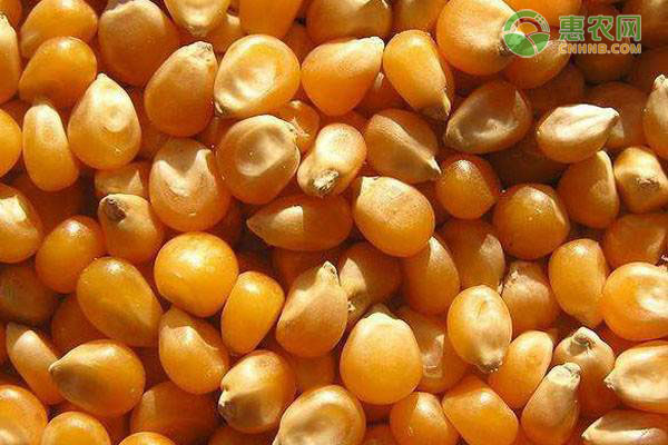 适合四川种植的玉米种子有哪些？