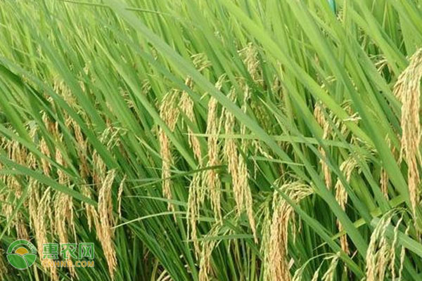 种植一亩水稻米的成本和利润
