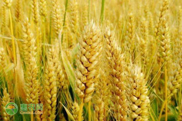 种植一亩小麦的成本和利润
