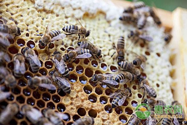 养蜜蜂的技巧和方法