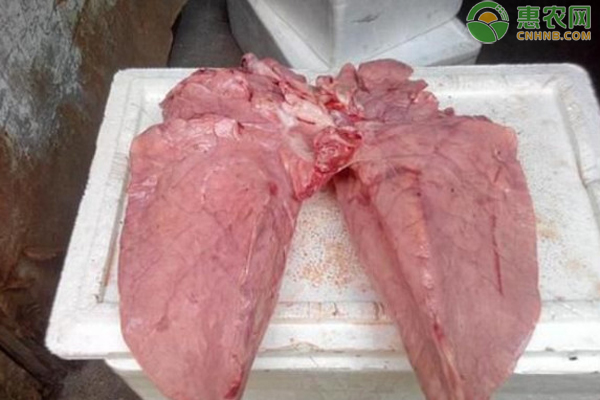 猪肺里面含有大量的细菌吗？