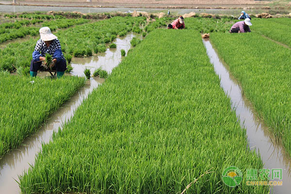 种植一亩水稻需要多少成本？