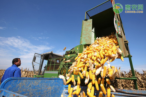 种植一亩玉米需要多少成本？2022种玉米赚钱吗？