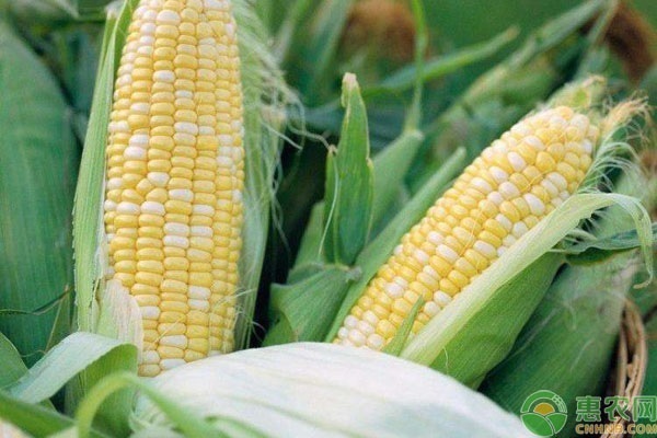 水果玉米一亩利润是多少？种什么品种好？