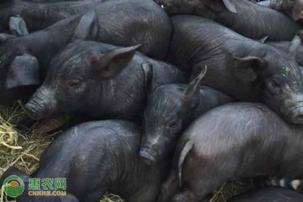 盘点国内有名的地方黑猪品种