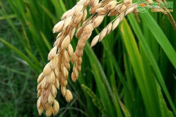水稻种子高产的有什么品种？