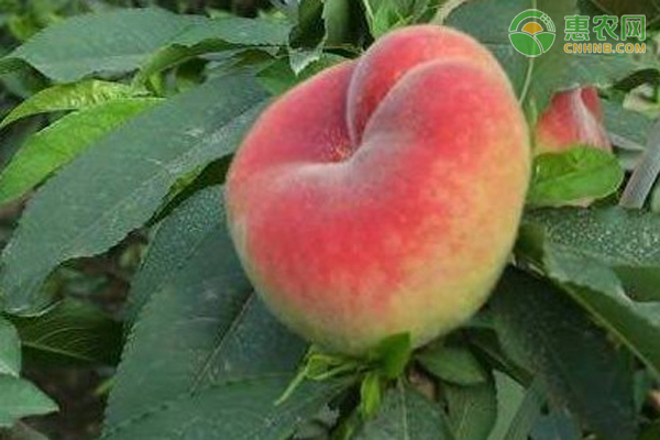 蟠桃最好的品种是什么品种？