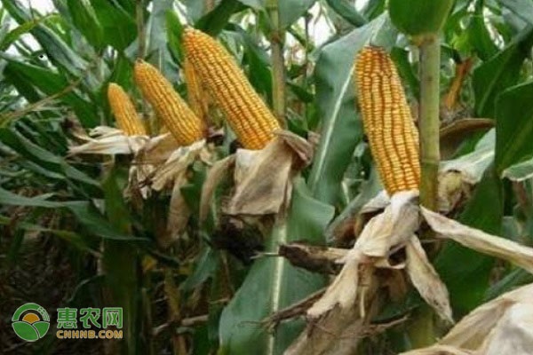 东亚种业玉米品种