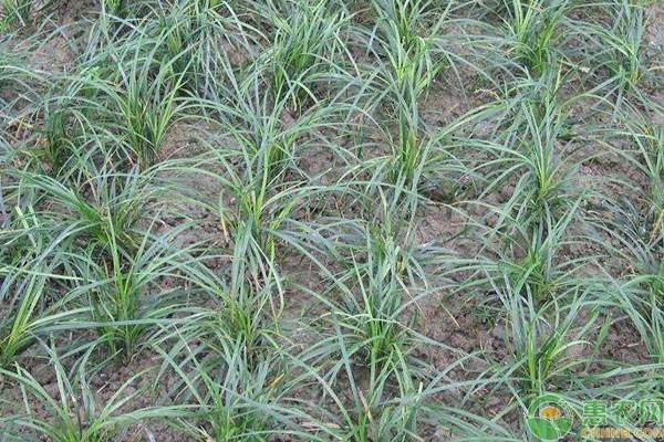麦冬种植技术及亩收益