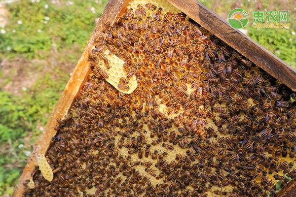 一亩油菜花能放几箱蜂？