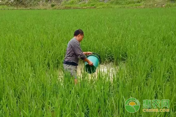 养稻田鱼属于哪种农业模式？