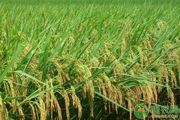 绿达181水稻品种介绍