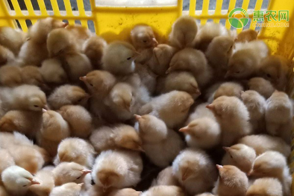 怎样养小鸡成活率最高？