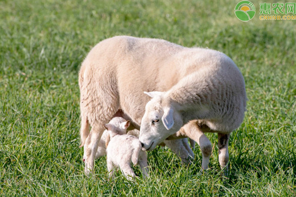 母羊产后没精神不吃食不反刍怎么回事？